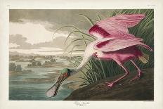 Pl 211 Great Blue Heron-John Audubon-Art Print