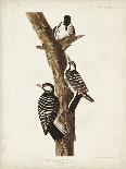 Pl 425 Columbian Hummingbird-John Audubon-Framed Art Print