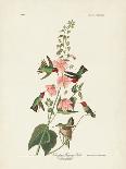 Pl. 289 Solitary Sandpiper-John Audubon-Stretched Canvas