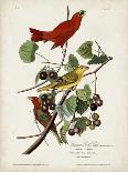 Pl. 289 Solitary Sandpiper-John Audubon-Mounted Art Print