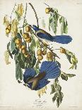 Pl 123 Black & Yellow Warbler-John Audubon-Art Print