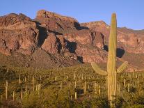 USA, Arizona, Saguaro National Park, Tucson Mountain District-John Barger-Premier Image Canvas