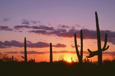 Arizona, Saguaro National Park, Saguaro Cacti are Silhouetted at Sunset in the Tucson Mountains-John Barger-Photographic Print