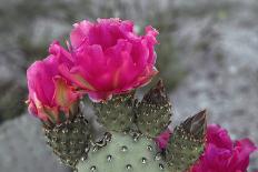 Beavertail Cactus in Bloom, Anza-Borrego Desert State Park, California, Usa-John Barger-Photographic Print