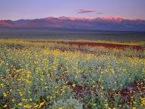 California, Death Valley National Park-John Barger-Photographic Print