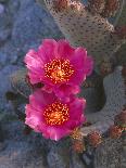 Beavertail Cactus in Bloom, Anza-Borrego Desert State Park, California, Usa-John Barger-Photographic Print