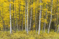 USA, Colorado, Gunnison National Forest, Fall Colored Aspen Grove in the West Elk Mountains-John Barger-Photographic Print