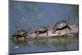 Photographic Print