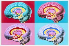 Artworks Showing the Limbic System of the Brain-John Bavosi-Photographic Print