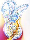 Artwork of Thyroid & Pituitary Hormone Control-John Bavosi-Photographic Print