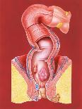 Prosthetic Woman: Artwork of Artificial Implants-John Bavosi-Photographic Print