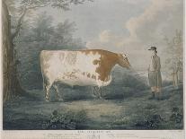 The Durham Ox, Engraved by J. Wessel, 1802-John Boultbee-Premier Image Canvas