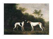 Two Greyhounds in a Landscape-John Boultbee-Art Print