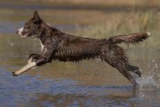 Chocolate border collie playing in water, Maryland, USA-John Cancalosi-Photographic Print