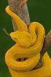 Eyelash Palm-pitviper coiled in strike pose with tongue out-John Cancalosi-Photographic Print