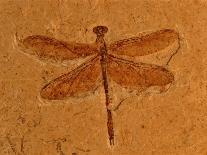 Fossil Insect, Dragonfly, Early Cretaceous, Brazil-John Cancalosi-Photographic Print