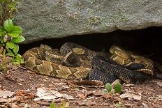 Ultramel Okeetee corn snake, with recently laid eggs-John Cancalosi-Photographic Print