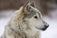 Grey Wolf (Canis lupus) head portrait of male, lying in snow, Captive-John Cancalosi-Photo