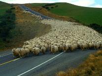 Flock of Sheep in Roadway-John Carnemolla-Framed Premier Image Canvas