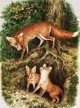 The Fox Family, Illustration from 'Once Upon a Time', 1971-John Chalkley-Framed Premier Image Canvas