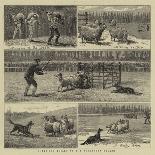 Sheep-Dog Trials at the Alexandra Palace-John Charles Dollman-Giclee Print