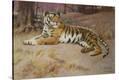 Stretched Canvas Print