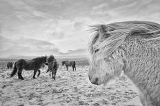 Tough guys-John Colbensen-Photographic Print