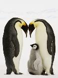 Emperor Penguins Protecting Chick-John Conrad-Photographic Print