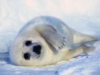 Harp Seal Pup on its Side-John Conrad-Framed Photographic Print