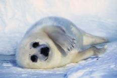 Harp Seal Pup on its Side-John Conrad-Photographic Print
