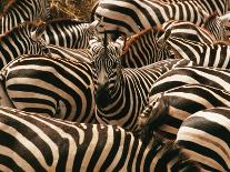 Zebras Running-John Conrad-Photographic Print