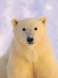 Polar Bear Yearling-John Conrad-Photographic Print