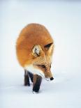 Red Fox Jumping in the Snow-John Conrad-Photographic Print
