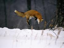 Red Fox in Snow-John Conrad-Photographic Print
