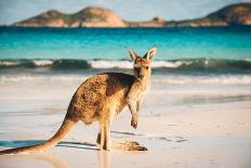 Kangaroo at Lucky Bay in the Cape Le Grand National Park near Esperance, Western Australia-John Crux-Framed Photographic Print