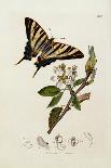 A Scarce Swallow-Tail Butterfly (Iphiclides podalirius) on Pear Blossom (Pyrus communis)-John Curtis-Mounted Giclee Print