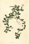 Brahmi or Water Hyssop, Bacopa Monnieri, 1825 (Engraving)-John Curtis-Framed Premier Image Canvas