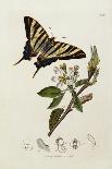 Butterfly and Larvae, from 'British Entomology'-John Curtis-Mounted Giclee Print