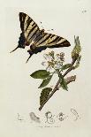A Scarce Swallow-Tail Butterfly (Iphiclides podalirius) on Pear Blossom (Pyrus communis)-John Curtis-Mounted Giclee Print