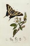 Butterfly and Larvae, from 'British Entomology'-John Curtis-Framed Premier Image Canvas