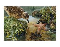 Carmel Coast Otters-John Dawson-Stretched Canvas