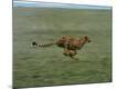 Photographic Print