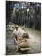 Photographic Print