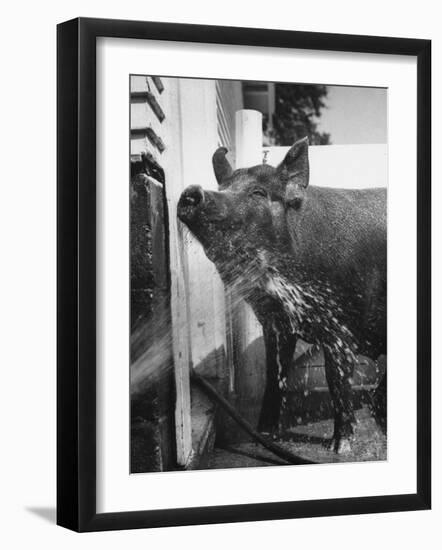 Photographic Print, , large
