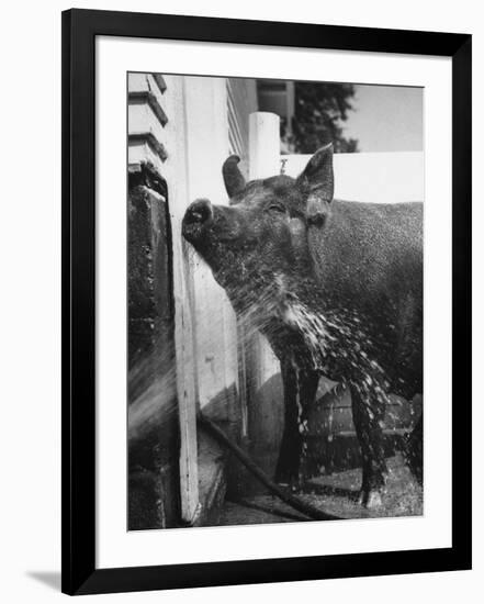 Photographic Print, , large