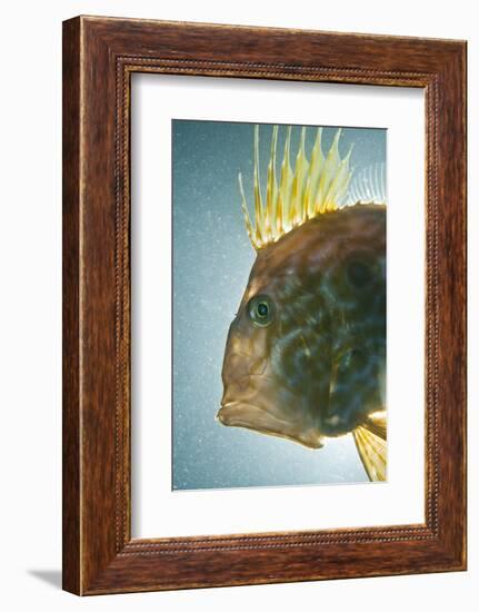 John Dory (Zeus Faber) Portrait, Babbacombe Bay, Devon, UK-Alex Mustard-Framed Photographic Print