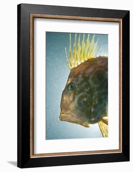 John Dory (Zeus Faber) Portrait, Babbacombe Bay, Devon, UK-Alex Mustard-Framed Photographic Print