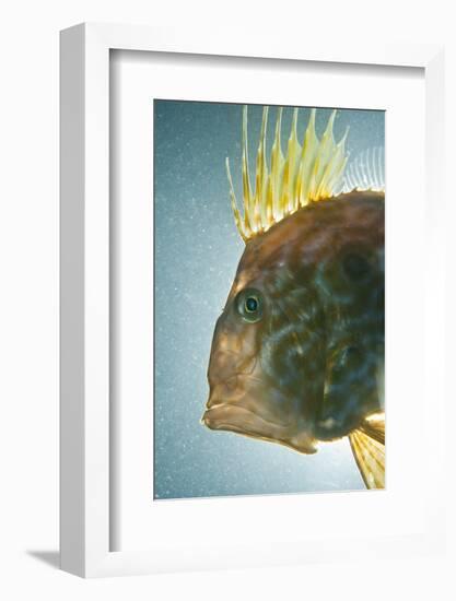 John Dory (Zeus Faber) Portrait, Babbacombe Bay, Devon, UK-Alex Mustard-Framed Photographic Print