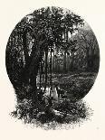 A Spur of Tammany, Delaware Water Gap, USA-John Douglas Woodward-Giclee Print