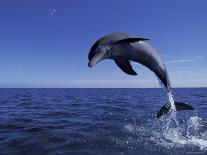 Bottlenose Dolphin Leaping, Bahamas-John Downer-Framed Photographic Print